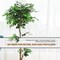 5.5-Feet Artificial Ficus Silk Tree Wood Trunks Green Indoor Yard Home Décor